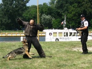 pokaz umiejętności psa policyjnego