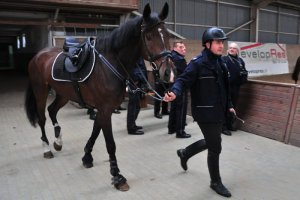 Szkolenie Zespołów Konnych Policji, policjant prowadzi konia trzymając go za uzdę