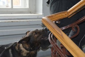 Kolejne szkolenie przewodników psów służbowych