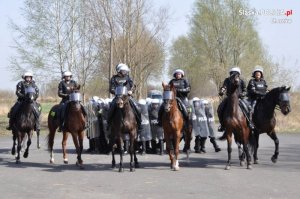 policjanci na koniach w trakcie szkolenia