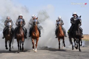 policjanci na koniach w trakcie szkolenia