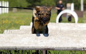 pies policyjny podczas ćwiczeń