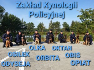 siedmiu policjantów z psami policyjnymi u góry napis Zakład Kynologii Policyjnej