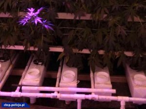 Hydroponiczna plantacja marihuany