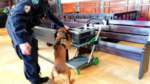 policyjny przewodnik i pies służbowy na sali rozpraw przeszukuje wózek na akta