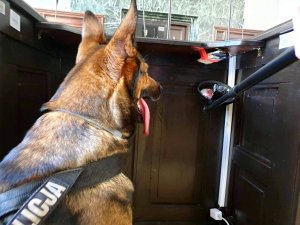 pies służbowy na sali rozpraw siedzi i patrzy wcześniej znalezione materiały wybuchowe lub narkotyki