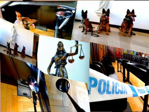 Kolaz kilku zdjęć przedstawiający psy słuzbowe, posąg temidy, taśmę policyjną, sale rozpraw i lustro pirotechniczne