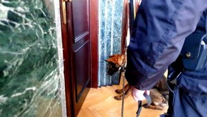 Policyjny pies stoi przed drzwiami. Wraz z nim policjant.