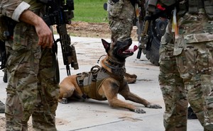 Policjanci podczas ćwiczeń psów bojowych